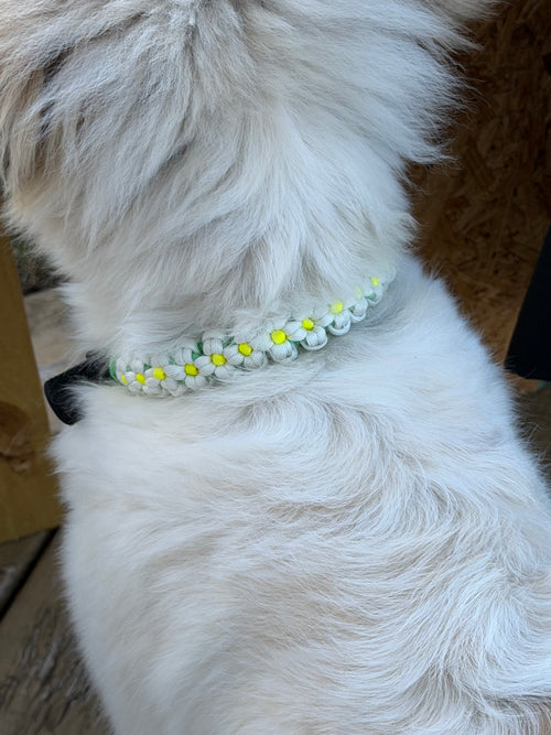Paracord Daisy Collar