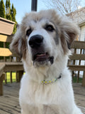 Paracord Daisy Collar